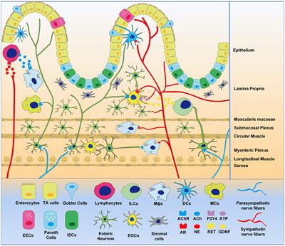 Regulation of the Autonomic Nervous System on Intestine